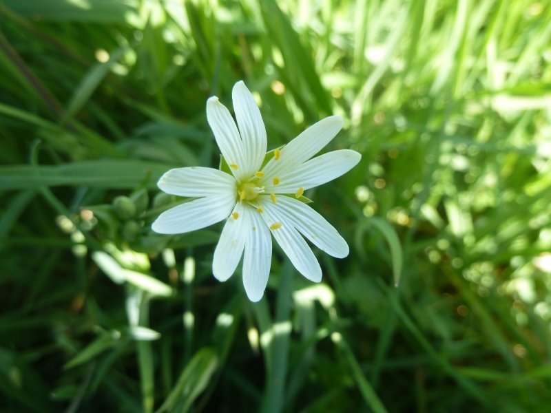 STELLAIRE DES MARAIS. GIOIA BORNE